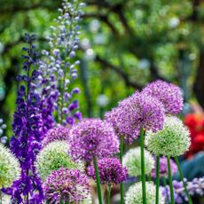 A selection of purple allium blooms growing in a garden