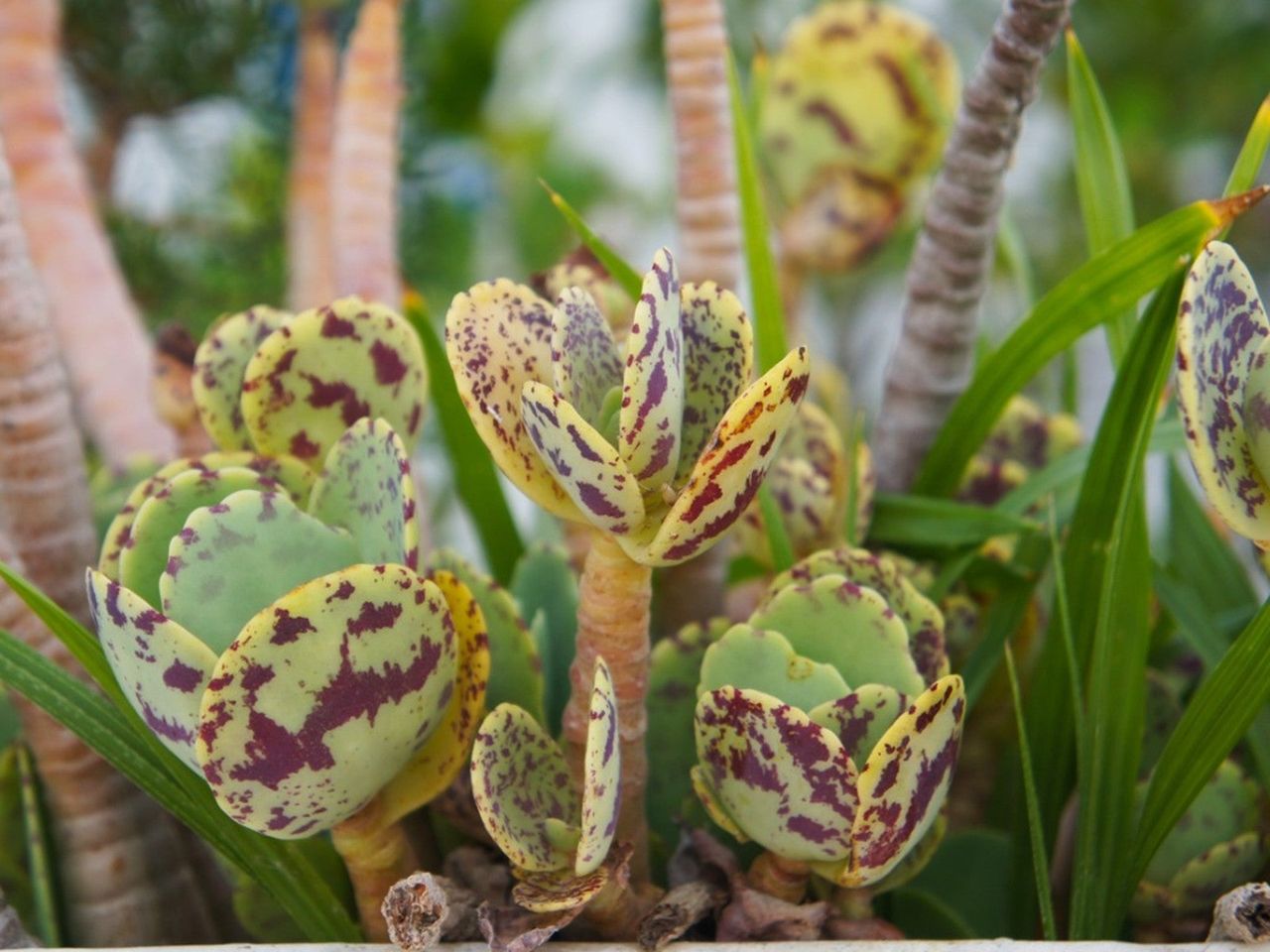 Close up of brown and green kalanchoe marmorata succulents growing outdoors