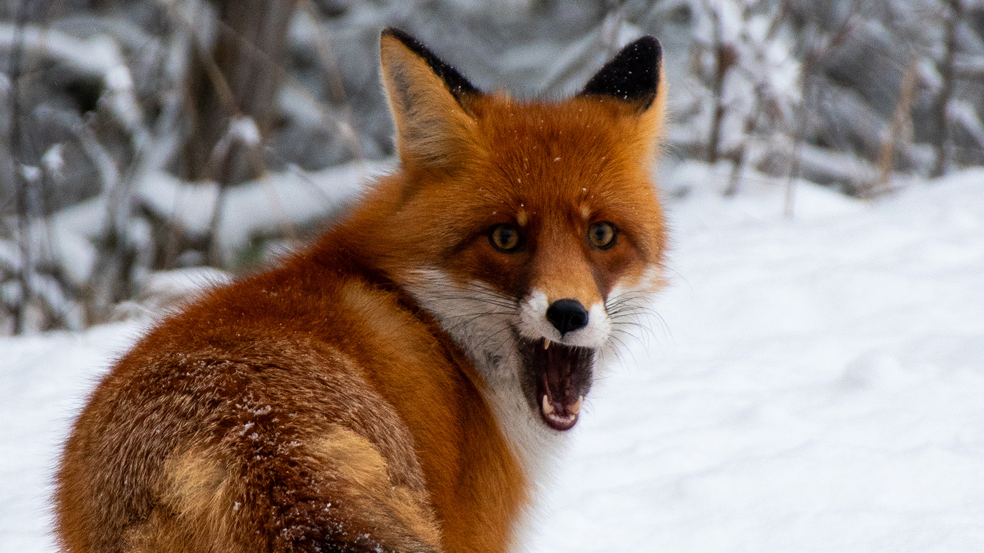 A red fox opens his mouth and looks at the camera in the middle of a snowy landscape.