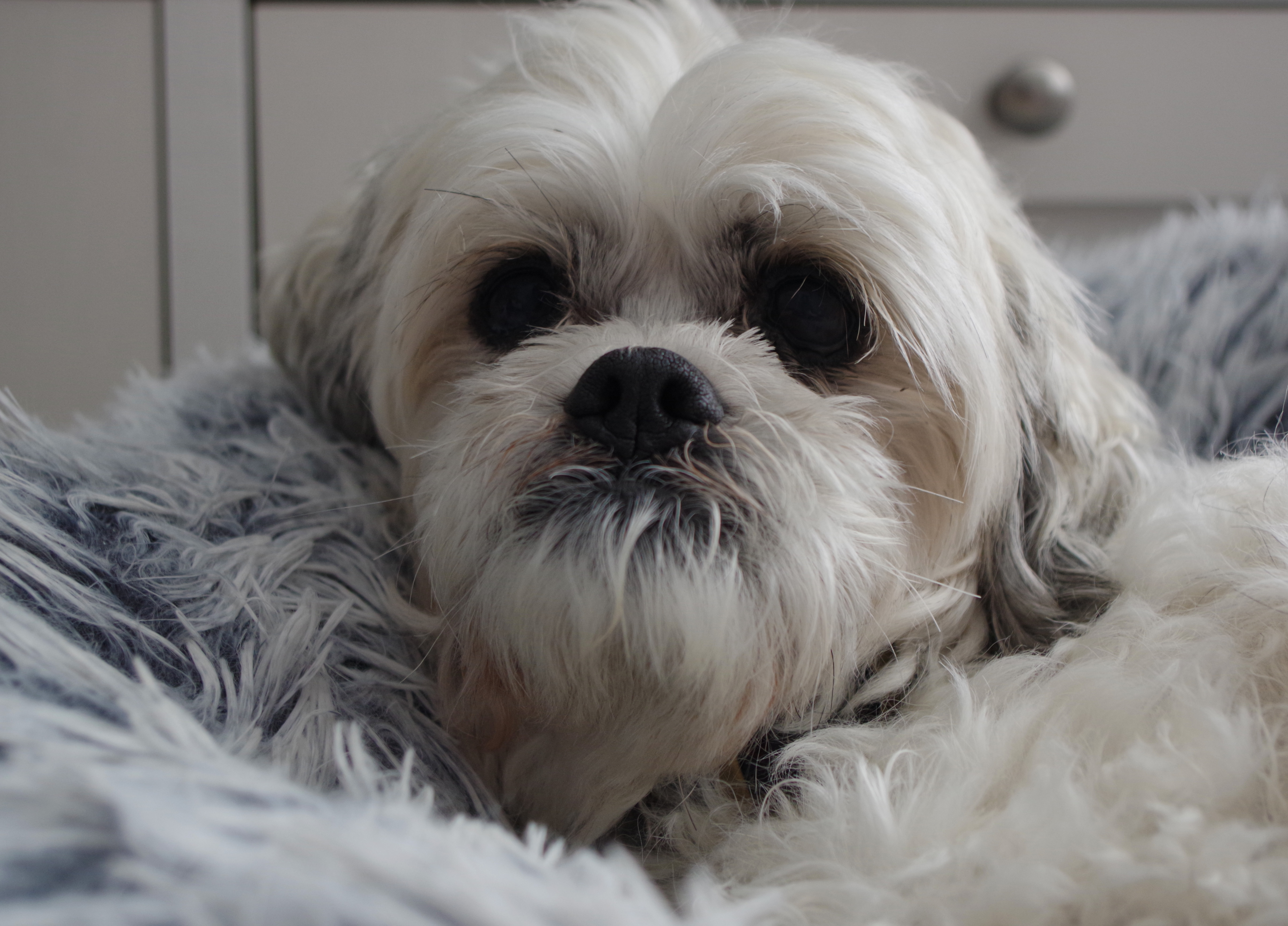 Image of a dog taken with the Pentax KF