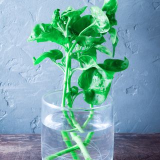 Watercress with roots in jar of water