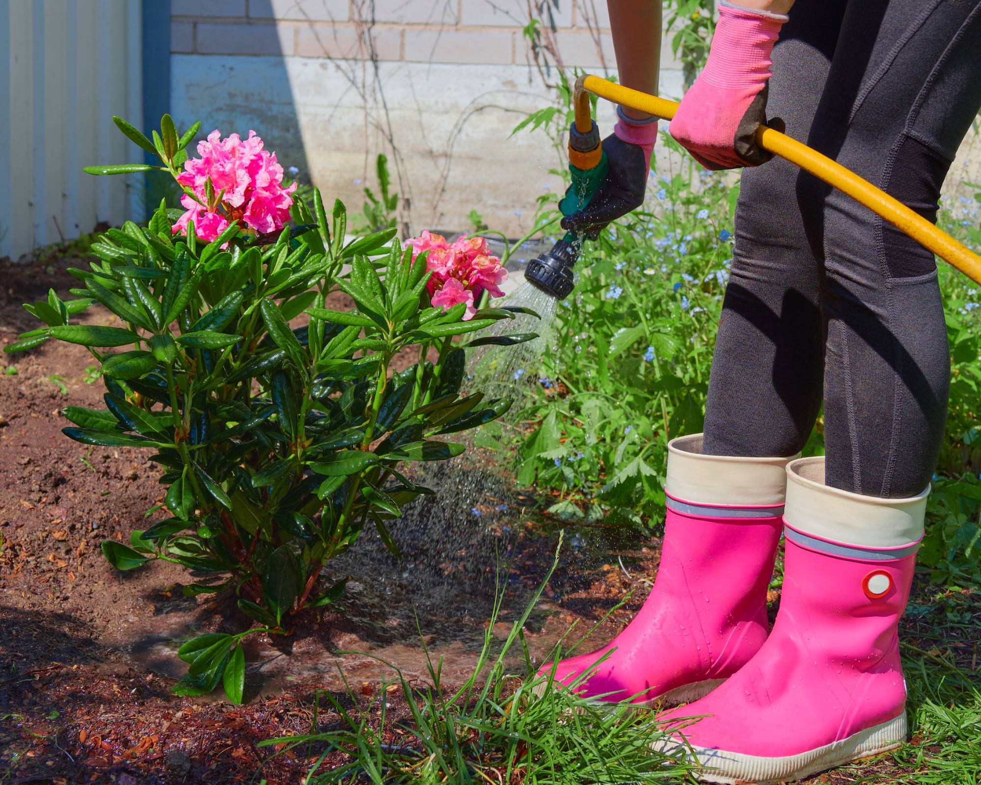 Gardener waters rhododendron with hose