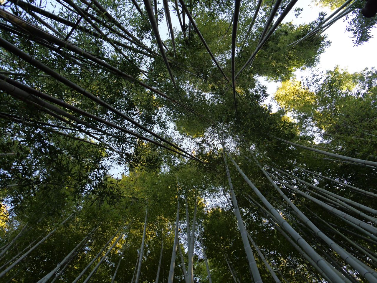 View looking up through tall bamboo stalks and green leaves.
