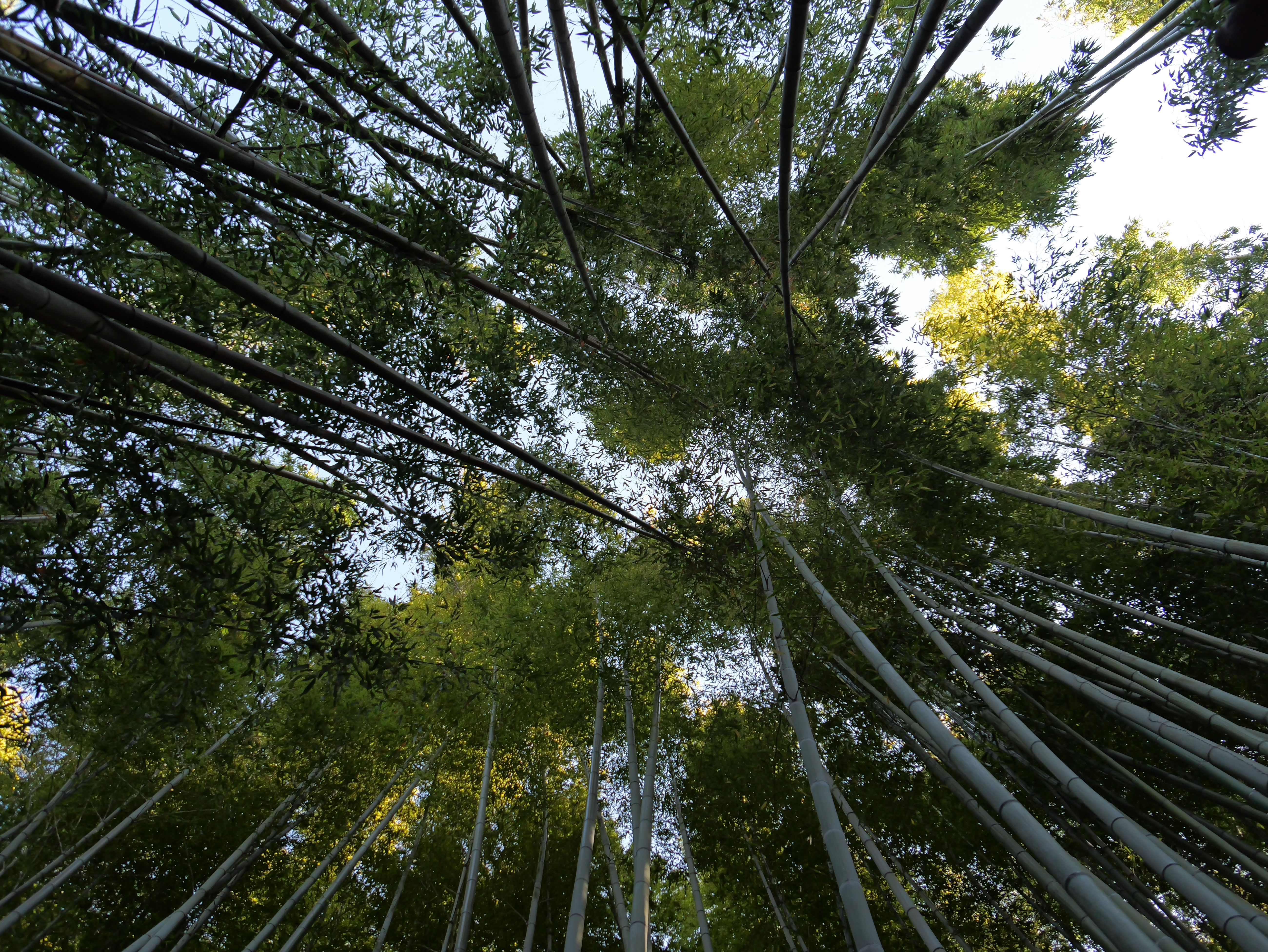 View looking up through tall bamboo stalks and green leaves.