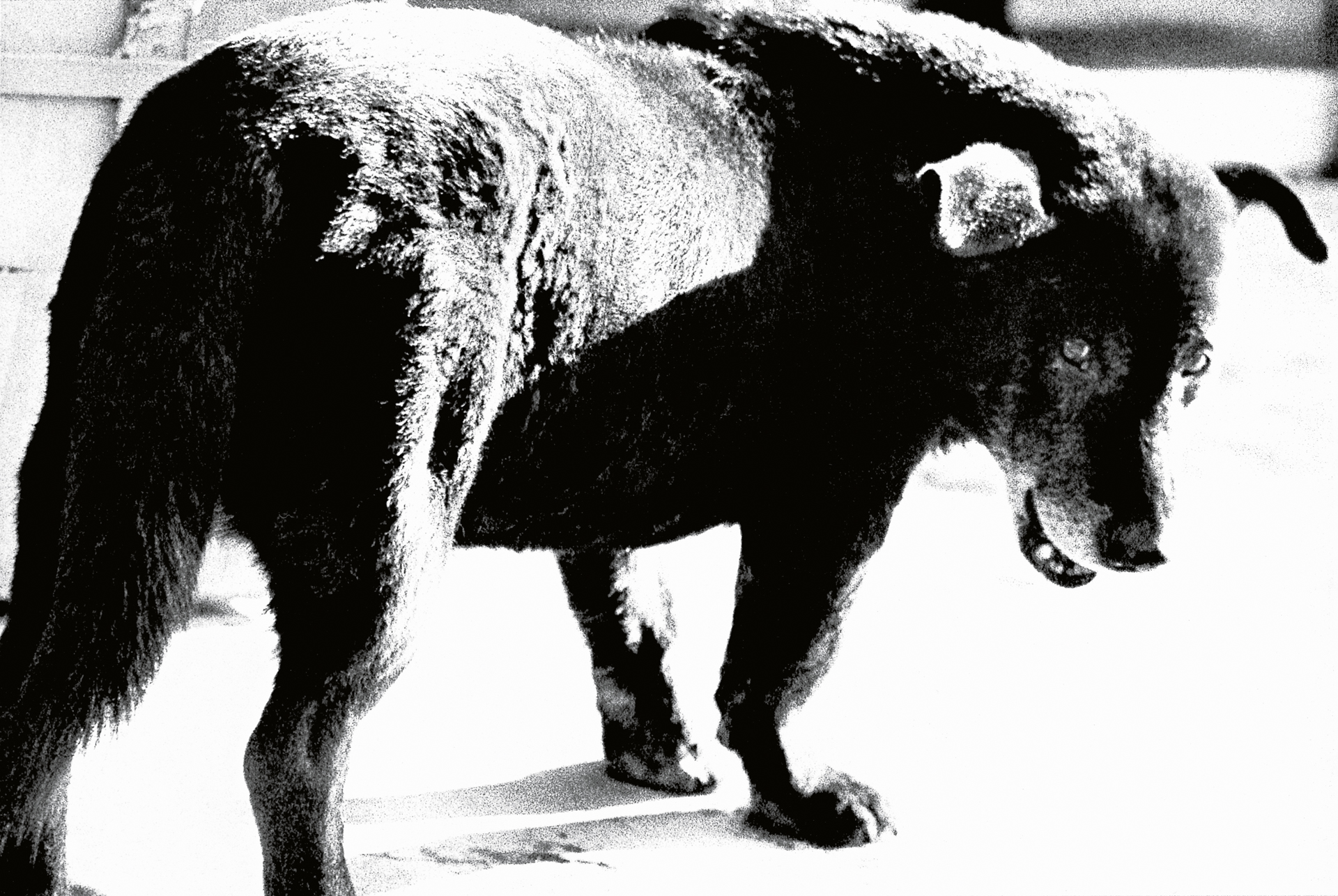 © Daido Moriyama Photo Foundation