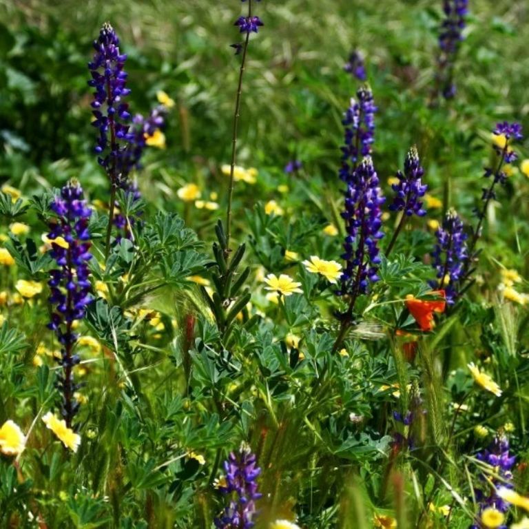 'Don't wait until next year!' The best time to plant wildflower seeds