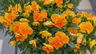 Delta Premium Pure Orange Pansies