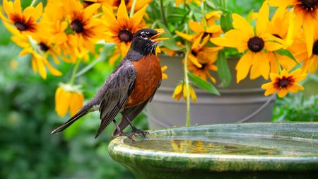 bird perched on bird bath with rudbeckia flowers in background