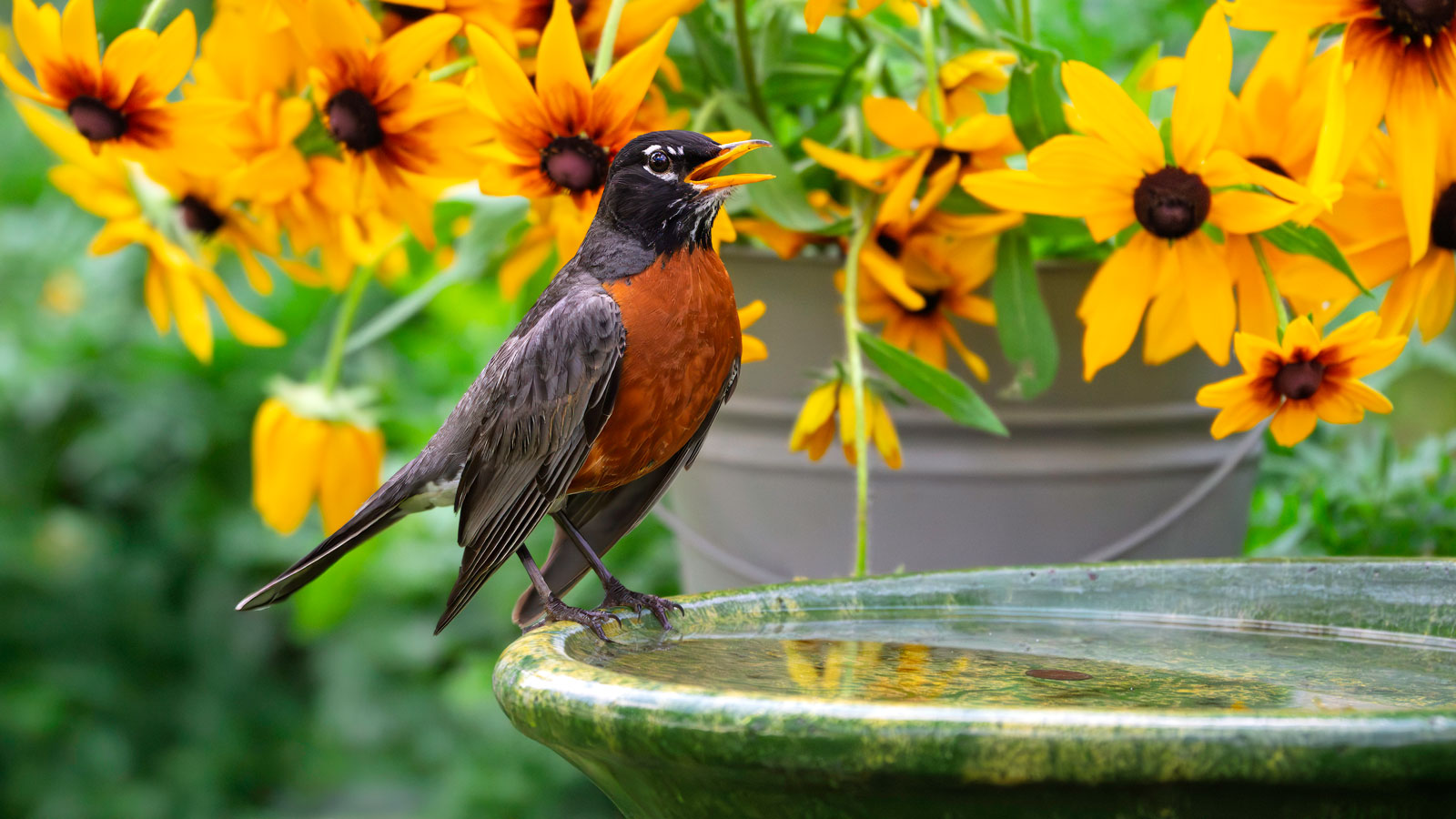 bird perched on bird bath with rudbeckia flowers in background