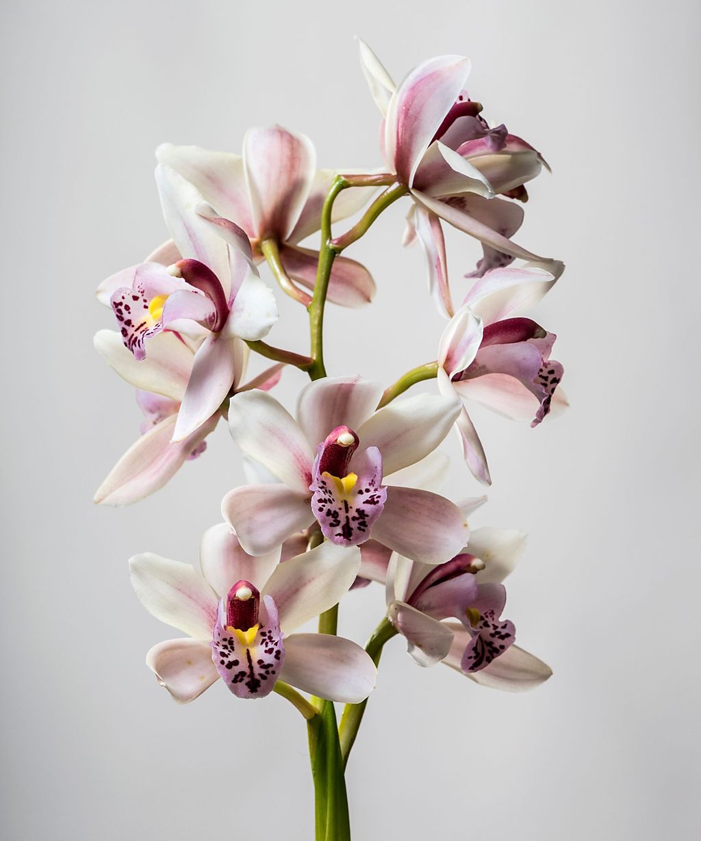 Why is my orchid wilting? 4 possible reasons and solutions