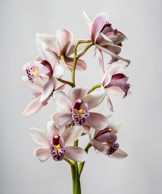 A pink and white orchid bloom