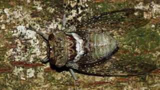 A close-up of an African cicada