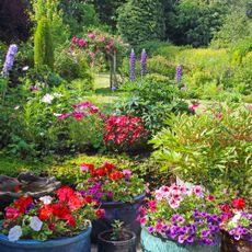 Garden filled with flowers with pots of geraniums in the foreground