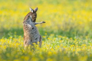 Comedy Wildlife Photography