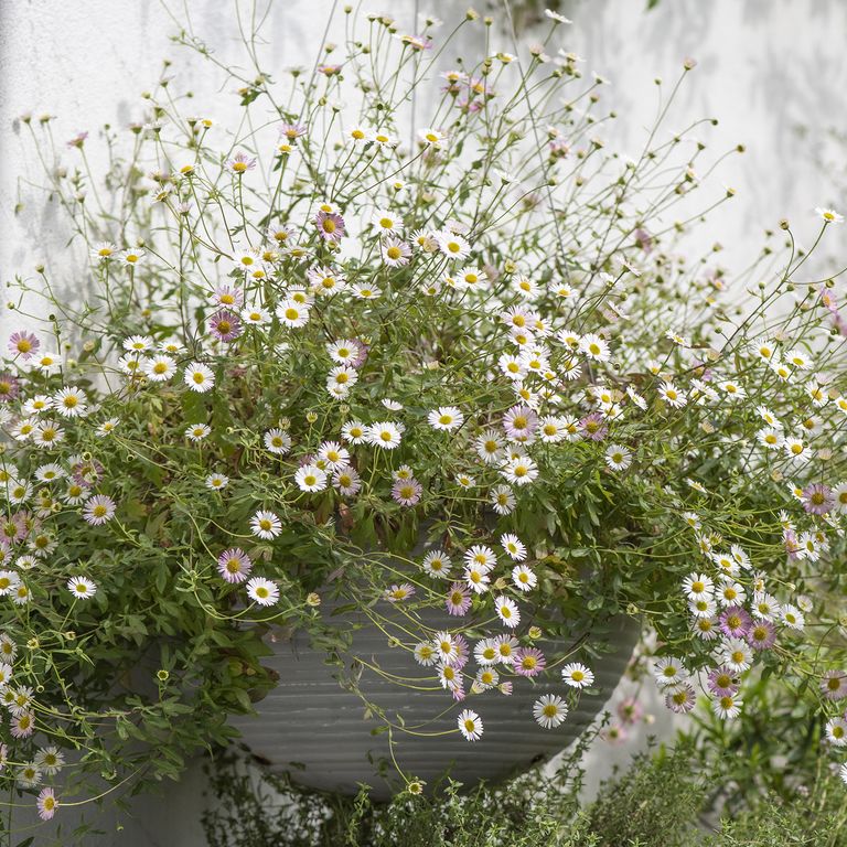 The 5 most beautiful flowers to plant now Livingetc