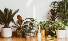 selection of houseplants on a wooden floor