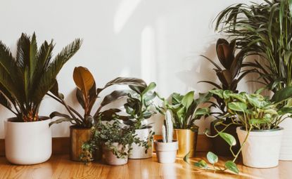 selection of houseplants on a wooden floor