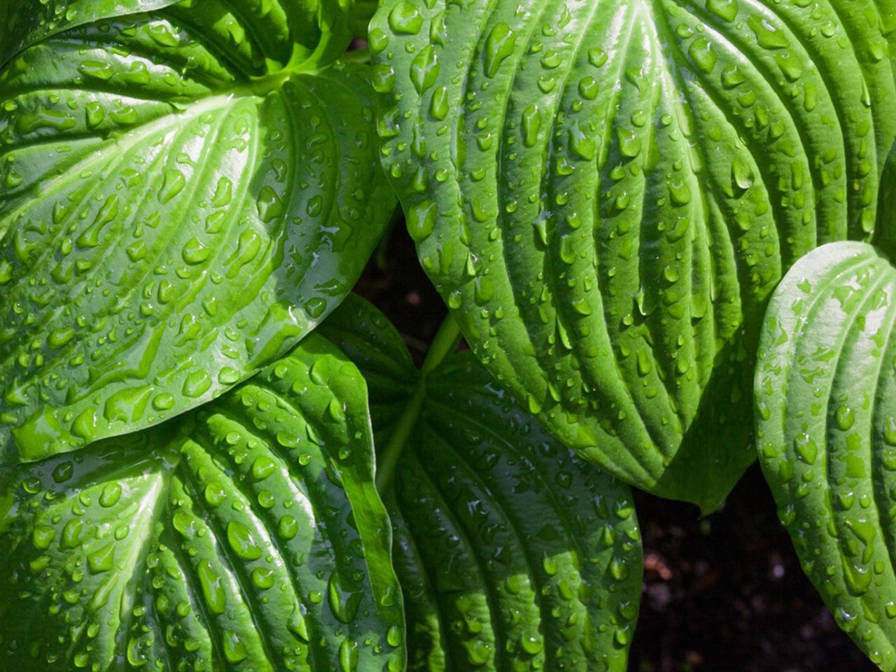 Hosta Plant Leaves Covered In Droplets Of Water