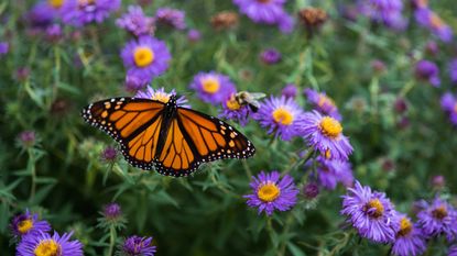 Monarch butterfly sits atop vibrant purple aster flowers.