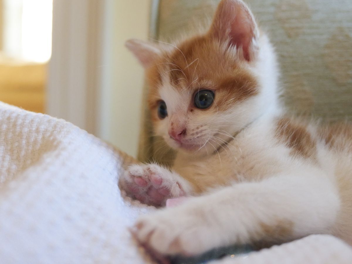 Sample image taken with the Panasonic Lumix L10; tiny cute kitten