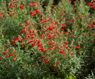 Red blooms of the hummingbird carpet plant in a garden