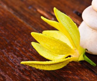 A yellow ylang ylang flower on a wooden table
