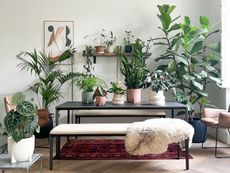 Should you be giving your plants pasta water, fiddle leaf fig and house plants by Leaf Envy