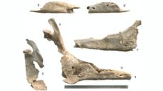 A series of mule skull fragments are overlaid on a white background with a metal ruler at the bottom of the image measuring a jawbone