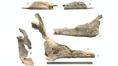 A series of mule skull fragments are overlaid on a white background with a metal ruler at the bottom of the image measuring a jawbone