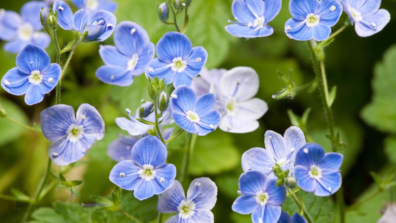 best budget plants: forget me nots