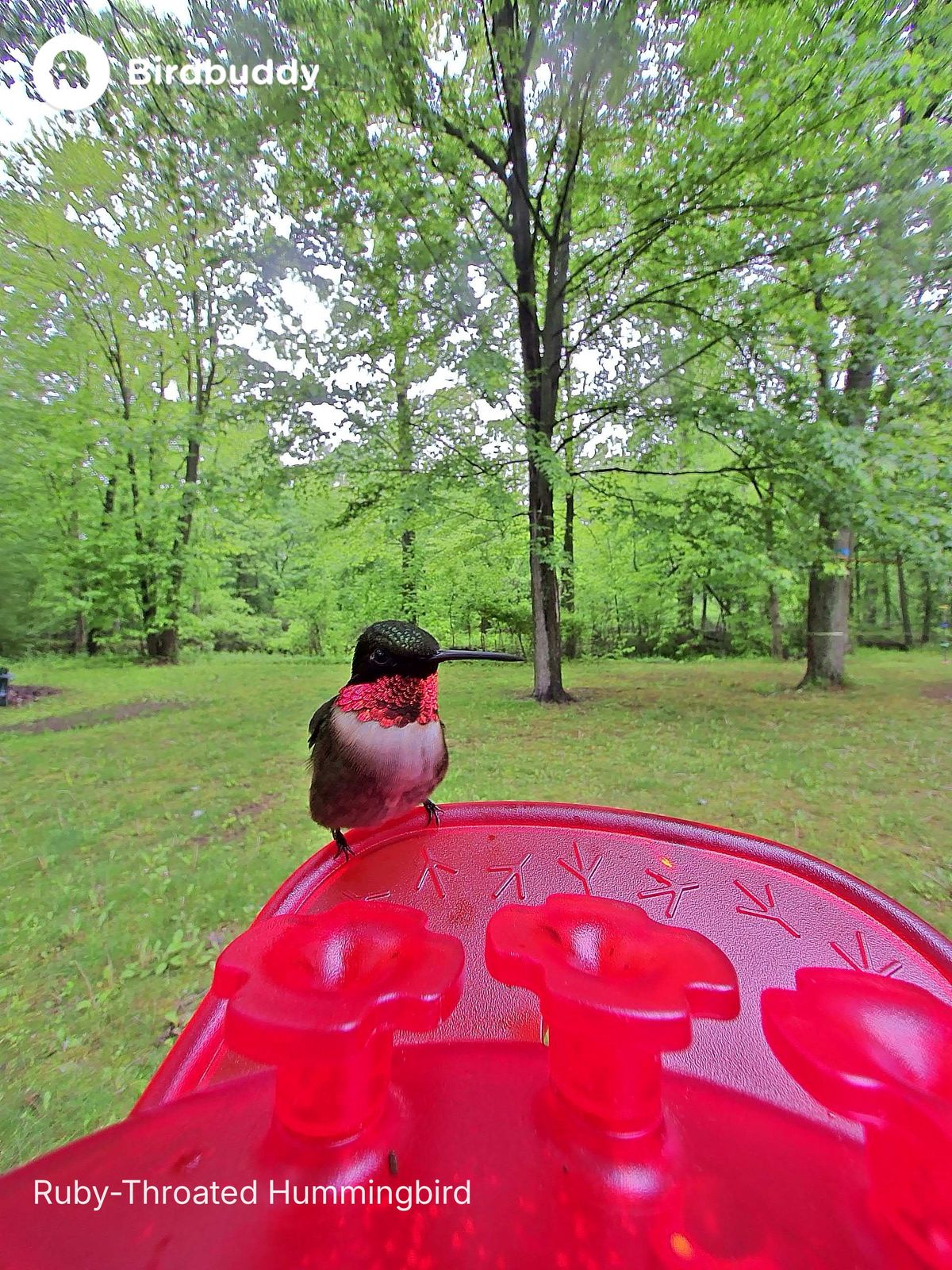 Images of a ruby-throated hummingbird captured with the Bird Buddy Solar Pro Hummingbird Feeder