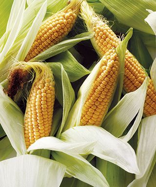 fresh cobs of corn