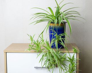 Spider plant on filing cabinet