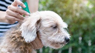 Dog getting flea treatment