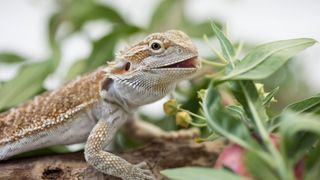 Bearded dragon