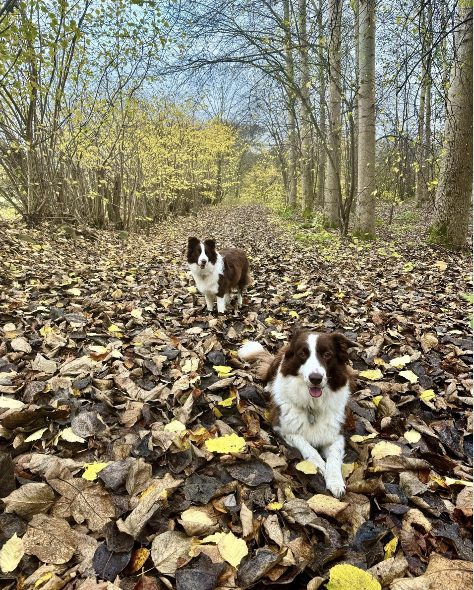 Queen Mary and King Frederik's border collies in a field of leaves