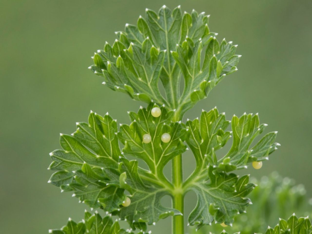 Pests On Garden Herbs