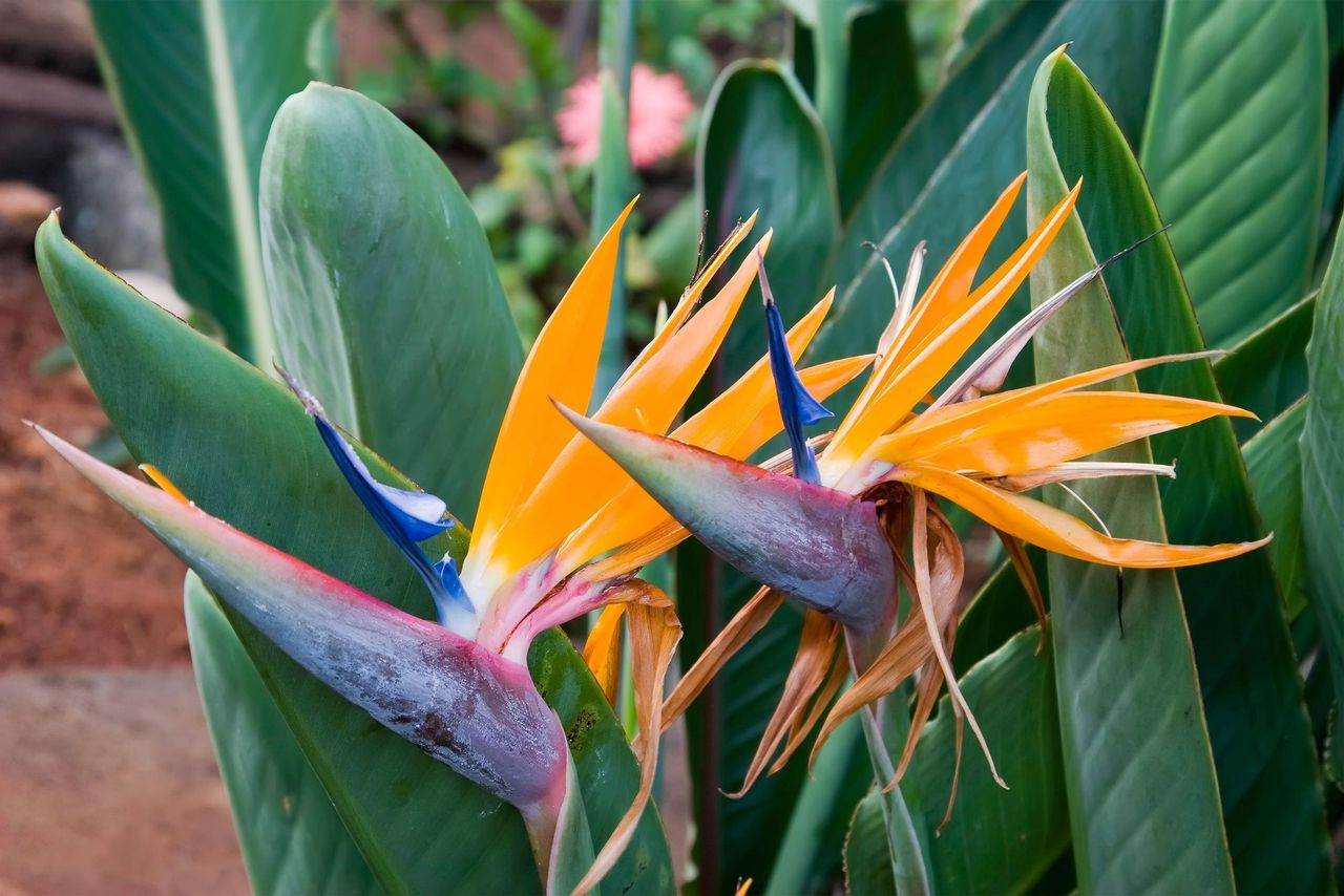 Bird Of Paradise Plant