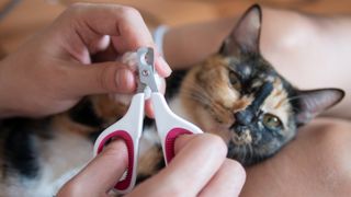 Cat owner or vet is cutting kitten cat's nails with a pair of the best cat nail clippers as part of a pet care grooming manicure