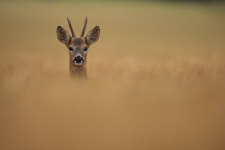 deer in orange