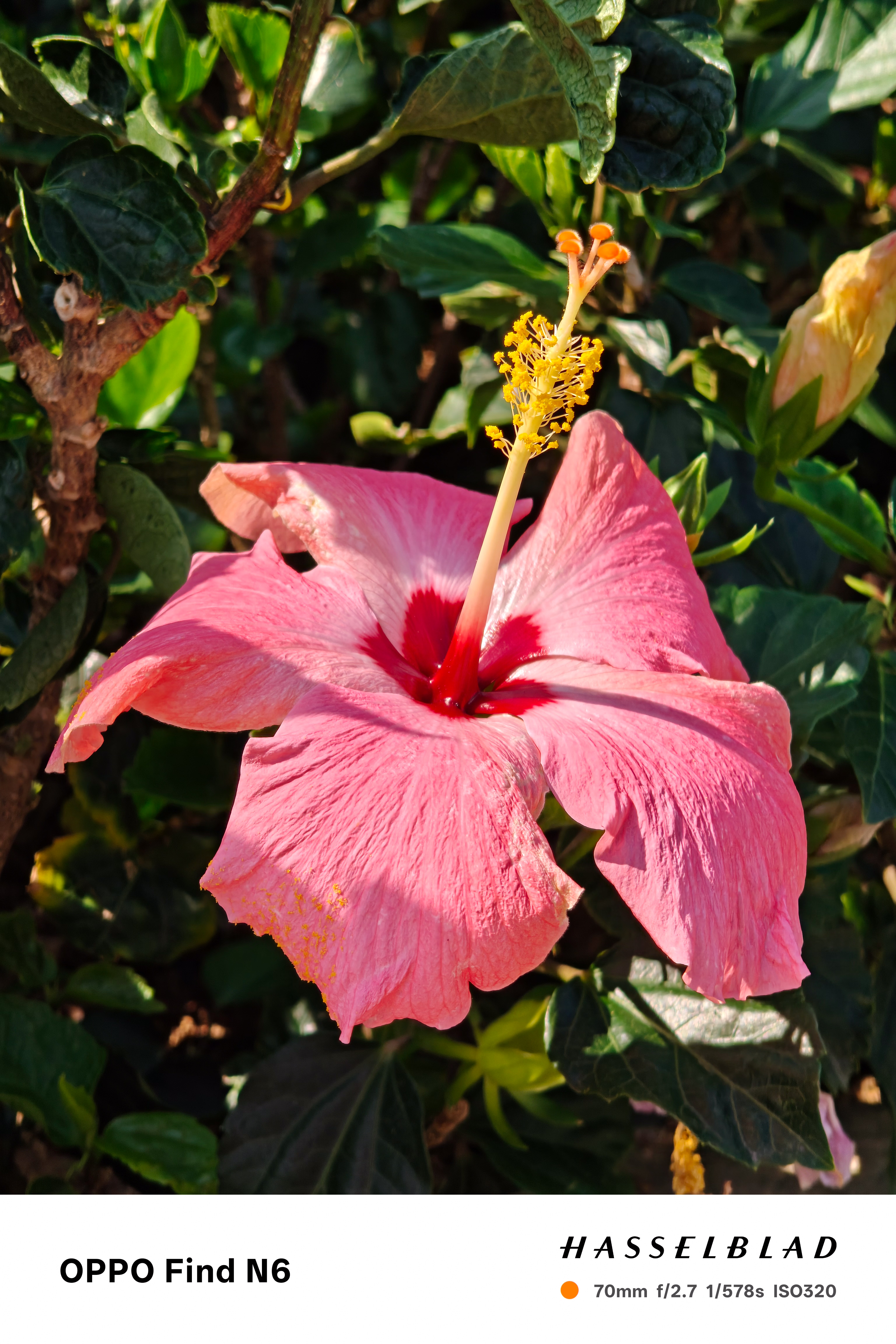 A vibrant, close-up macro photograph of a pink hibiscus flower. The image captures the delicate textures of the petals and the long yellow stamen in sharp detail against a background of dark green leaves.