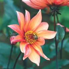 Closeup of bee on orange-pink dahlia flower growing in garden