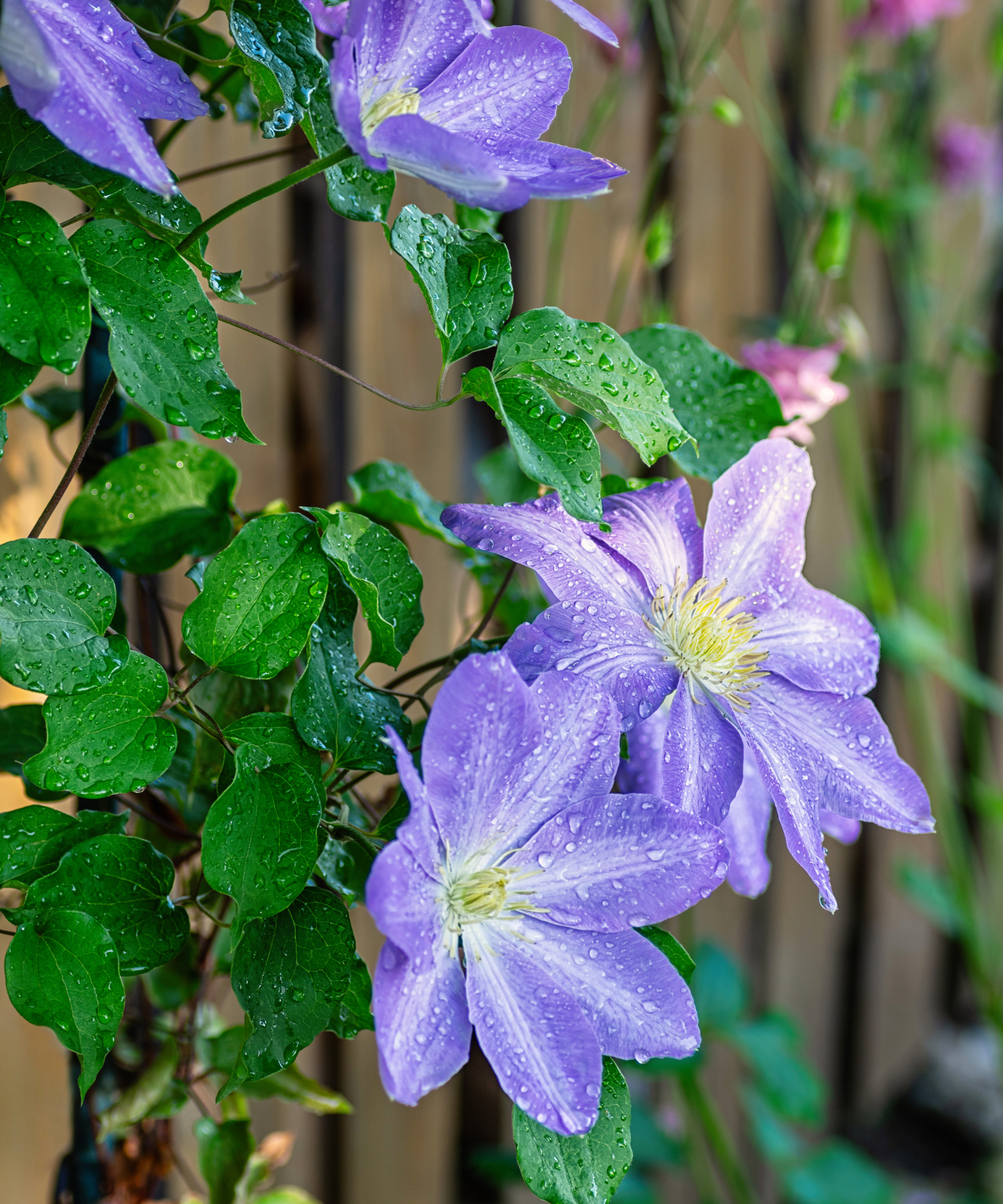 clematis covered in water droplets
