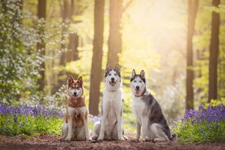 Three huskies sit upright in a golden woodland