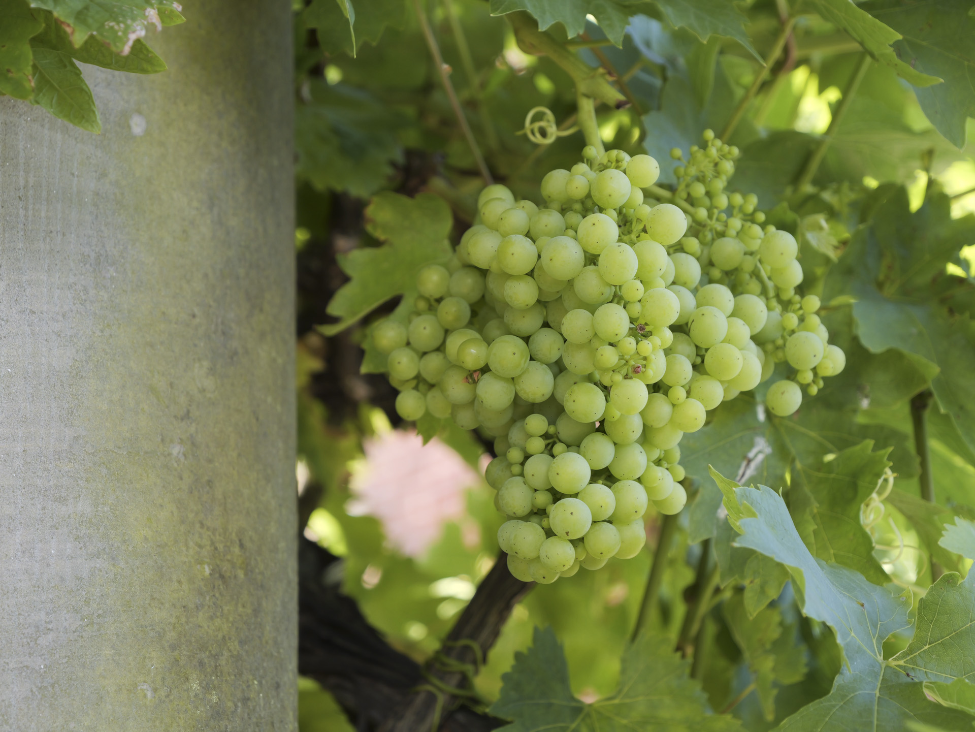 Closeup of grapes on the vine