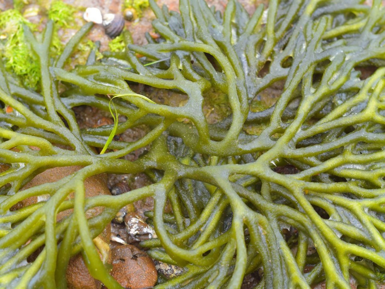 Saltwater Aquarium Plant