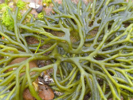 Saltwater Aquarium Plant