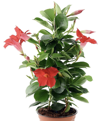 Mandevilla plant with red flowers