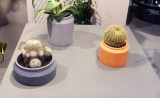 Three potted plants, a cactus in a blue pot, another cactus in a brown pot and a plant in a blue pot.