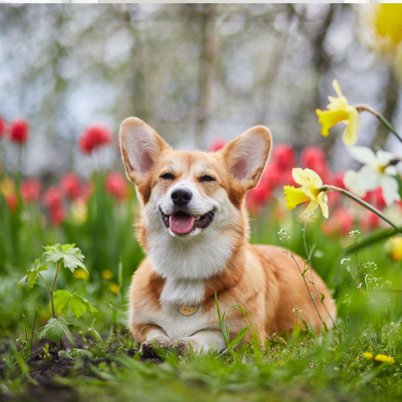 Corgi in spring flowers